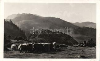 Csiki havasok shepherd (fa)