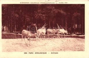 Paris 1931 Colonial Exposition - Zoological Park Antilopes (b)