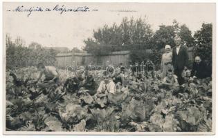 1938 Nagyszeben, Hermannstadt, Sibiu; gyerekek a káposztaföldön / children picking cabbage. photo