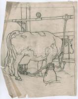 Muhits Sándor (1882-1956): Tehén az istállóban. Ceruza, hártyapapír, jelzés nélkül, sérült, 35×29 cm