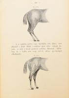 Dászkál György: Lóisme, tekintettel a fajtatan és fogtanra, küllemtanra, boncz- és élettanra, patkol...