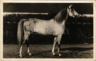 1939 Bábolna, Ó-Baján VII. Arab törzsmén. Foto Waltner Berta (EB)