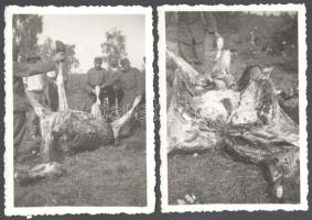 cca 1940 Ló megnyúzott tetemét boncoló katonák, 2 db fotó, 8,5x6 cm