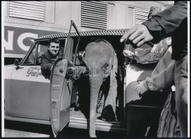 cca 1964 A kiselefánt taxival érkezik a cirkuszi fellépésre, 1 db modern nagyítás, jelzés nélkül, 15...