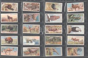 Player's Cigarettes brit cigaretta-gyűjtőkártyák, 50 db-os komplett sorozat ("Természetrajz" - állatok), albumlapokon / British cigarette cards, complete series of 50 ("Natural History" - Animals), in album sheets