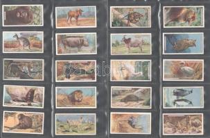 Player's Cigarettes brit cigaretta-gyűjtőkártyák, 50 db-os komplett sorozat ("Természetraj...