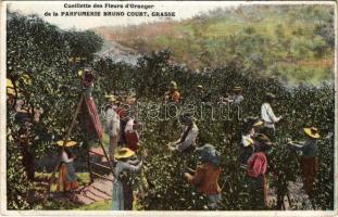 Grasse, Cueillette des Fleurs d'Oranger de la Parfumerie Bruno Court / Picking Orange Bloom (Rb)