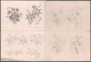 cca 1850-1870 Virágokat ábrázoló litográfiák, 5 db, Lith. Druck u. Verlag v. Wilh. Hermes, Berlin, változó állapotban, 14,5x21,5 cm