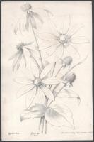 cca 1850-1870 Virágokat ábrázoló litográfiák, 5 db, Lith. Druck u. Verlag v. Wilh. Hermes, Berlin, v...