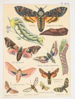 Bein Károly: A kis lepkegyűjtő. Utasítás a kiválóbb lepkék megismerésére és gyűjtésére. Ford. Bein K...