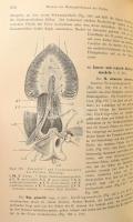 Handbuch der Vergleichenden Anatomie der Hausthiere. Bearbeitet von W. Ellenberger und H. Baum. Berl...
