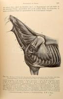 Handbuch der Vergleichenden Anatomie der Hausthiere. Bearbeitet von W. Ellenberger und H. Baum. Berl...