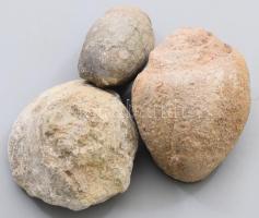 3 darab csiga fosszília, h: 8 cm alatt