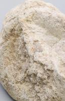 3 darab csiga fosszília, h: 8 cm alatt