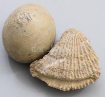 2 darab kagyló fosszília, h: 7 cm alatt