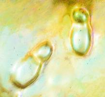 Zsolnay névjegykártyatartó tál - lábnyomokat szaglászó farkasok alakjával. cca 1900, eozin mázakkal ...