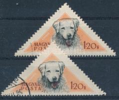 1956 Magyarországi kutyafajták 1,20Ft a kuvasz feje felcsúszott + támpéldány