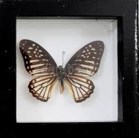 Preparált lepke, akasztható üvegezett vitrinben, 13x15 cm