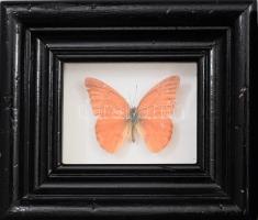 Preparált lepke, akasztható üvegezett vitrinben, 12x12 cm