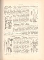 Wagner János: 
Magyarország virágos növényei. Hoffmann Károly növényatlaszának képeivel. A Hoffmann...