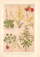 Wagner János: 
Magyarország virágos növényei. Hoffmann Károly növényatlaszának képeivel. A Hoffmann...