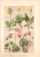 Wagner János: 
Magyarország virágos növényei. Hoffmann Károly növényatlaszának képeivel. A Hoffmann...