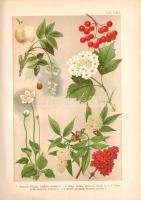 Wagner János: 
Magyarország virágos növényei. Hoffmann Károly növényatlaszának képeivel. A Hoffmann...