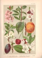 Wagner János: 
Magyarország virágos növényei. Hoffmann Károly növényatlaszának képeivel. A Hoffmann...