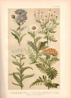 Wagner János: 
Magyarország virágos növényei. Hoffmann Károly növényatlaszának képeivel. A Hoffmann...