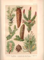 Wagner János: 
Magyarország virágos növényei. Hoffmann Károly növényatlaszának képeivel. A Hoffmann...