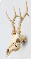 Őz trófea 35 cm
