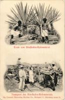 Ernte von Bindfaden-Rohmaterial, Transport des Bindfaden-Rohmaterials. McCormick Harvesting Machine ...