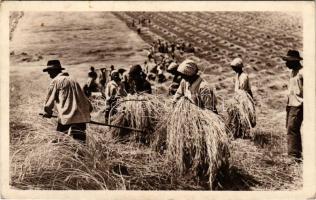 Marokszedők. Magyar Film Iroda felvétele / gathering the sheaves + "MOSZKVAI NAGYCIRKUSZ VENDÉGJÁTÉKA" (EK)