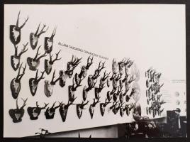 1971 Állami Gazdaságok Élővad és Vadtenyésztési Bemutatója, Tata - Remeteség Puszta. Album, benne 36...