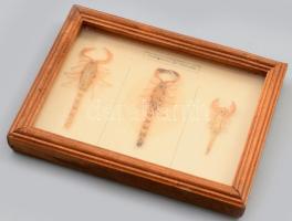 3 darab preparált skorpió üvegezett vitrinben, Buthus, Androctonus, Maurus, 14,5x19 cm