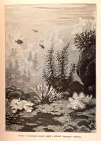 Az Osztrák-Magyar Monarchia írásban és képben. Bevezető köt. (I. kötet.) Bp., 1887, M. Kir. Államnyo...