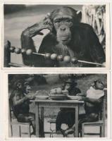 BUDAPEST - 2 db RÉGI fővárosi állatkert fotós képeslap: csimpánzok / 2 pre-1945 zoo postcards: chimpanzees