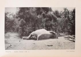 Széchenyi Zsigmond, gróf: Csui!.. Afrikai vadásznapló. 1928. okt. - 1929. ápr. II. kötet. Bp., 1944,...