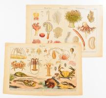 Tengeri élőlények (rákok, medúzák, korallok, szivacsok), 2 db színes képtábla, kisebb lapszéli szakadásokkal, 33x42 cm