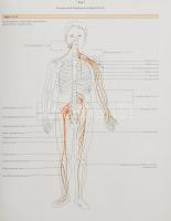 Robert Carola - John P. Harley - Charles R. Noback: Human Anatomy and Physiology London, 1990. Mr. G...