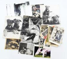 Állatokat ábrázoló vegyes régi és modern fotók, össz. 35 db, változó méretben és állapotban, 24x18 cm-ig