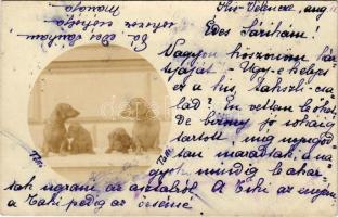 Velence, Kisvelence; Tacskó család / Dachshund dog family. photo (EK)