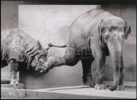 cca 1979 "Az orrba rúgott orrszarvú esete", 1 db modern nagyítás, jelzés nélkül, 15x21 cm