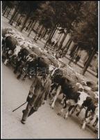 cca 1935 Thöresz Dezső (1902-1963) békéscsabai gyógyszerész és fotóművész felvétele (A csabai csorda hazatér), 1 db modern nagyítás, jelzés nélkül, 21x15 cm