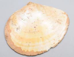 Nagy méretű faragott gyöngyház kagyló 25 cm