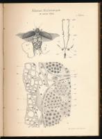 1905 Állattani Közlemények. A K. M. Természettudományi Társulat Állattani Szakosztályának folyóirata...