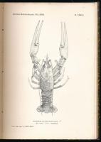 1909 Állattani Közlemények. A K. M. Természettudományi Társulat Állattani Szakosztályának folyóirata...