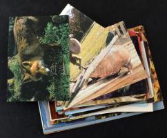 ÁLLATOK - 78 db MODERN motívum képeslap / ANIMALS - 78 modern motive postcards