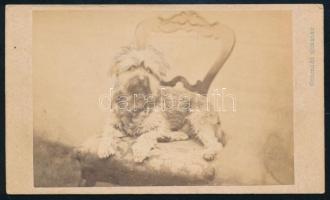 cca 1860-1870 Kutya műtermi portréja, vizitkártya Schmidt Gusztáv győri műterméből, 6x10,5 cm (Ritka műterem!)