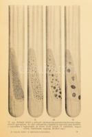 Dr. Aujeszky Aladár: A baktériumok természetrajza. A szerző, Aujeszky Aladár (1869-1933) mikrobiológ...